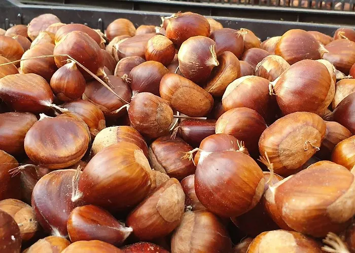 Vinea del Selvatico cascina agricola